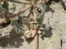 Image result for Glinus lotoides