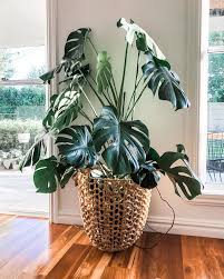 How To Grow A Monstera Deliciosa In 2020 Plant Decor Indoor Plant Decor House Plants Indoor