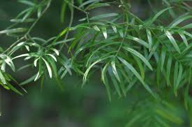 Image result for Afrocarpus usambarensis