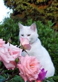 Pictures of cats and flowers. 390 Cats N Flowers Ideas Cats Crazy Cats Cute Cats