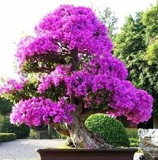 Bonsai Bougainvillea Bonsai Agaclari Bitki