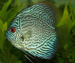 Ursprünglich kommt er aus südamerika. Diskus Buntbarsch Symphysodon Aequifasciatus Aqua Tipps De