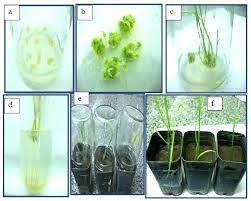 Check spelling or type a new query. Plant Regeneration From Callus Culture Of Wheat Cultivars Khaleefa A Download Scientific Diagram