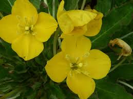 Image result for Onagraceae