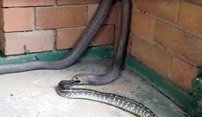 Check spelling or type a new query. Python Eating Eastern Brown Snake Removed From Queensland Home Predator Vs Prey Earth Touch News