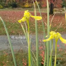 Image result for Moraea spathulata