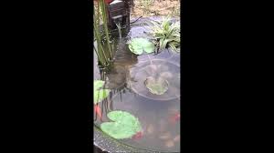 Karena pada gambar bunga ada banyak sudut sempit yang tida bisa sembarangan dalam mewarnainya. 10 Cara Menanam Teratai Di Kolam Koi Dengan Mudah Ilmubudidaya Com