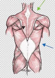 An organ in the body where food is digested example: Human Back Human Body Anatomy Muscle Organ Arm Hand People Human Png Klipartz