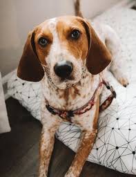 Pin On Dogs