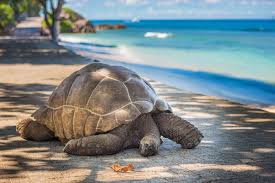 The seychelles islands is an archipelago of about 100 islands in the indian ocean northeast of get 25% off reservation now. Voyage Aux Seychelles Circuit Et Sejour Aux Seychelles Club Med
