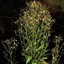 Image result for Kyllinga stenophylla