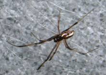 Black widow spider bites tend to cause pain and cramping that usually start near the bite and spread throughout the body. Redback Spider Wikipedia