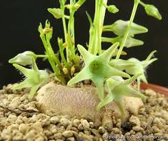 Image result for Brachystelma