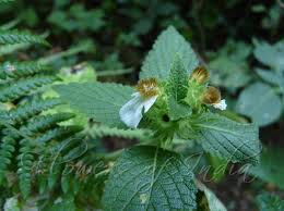 Image result for Leucas