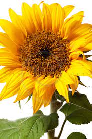 Yellow Sunflower Flower Instant Download Botanical Digital Image Printable Flowers Sunflowers Fine Art Floral Print Royalty Free Stock Photo Sunflower Flower Sunflower Yellow Sunflower