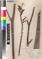 Image result for Aloe christianii