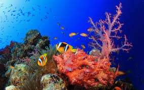 Resultado de imagem para wallpapers of corals