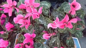 Free returns · 200 million users · we focus on quality. Cyclamen Cyclamen Persicum Ornamental Perennial Herb Heart Shaped Leaves Mottled With White And Pink Irregular Flowers On Long Stalks Stock Photo Picture And Royalty Free Image Image 35024286