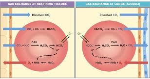 Carbon Dioxide Transport Bioninja
