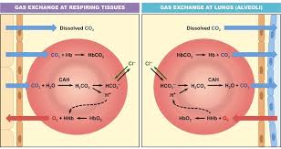 carbon dioxide transport bioninja