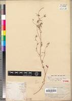 Image result for Indigofera rhytidocarpa