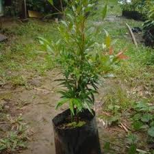 Maybe you would like to learn more about one of these? Infopublik Bunga Pucuk Merah Ditanam Di Sepanjang Jalan Objek Wisata Pantai Pasifik