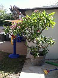 Subject to qualifying for and obtaining a mortgage. For Sale Trade Plumeria Plants And Cuttings San Diego Fishing Forums