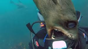 Scary Marine Wildlife Encounters Video For Scuba Divers Animal Attack Leopard Seal Marine