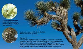 29 some time later, joshua son of nun, the servant of the lord, died at the age of 110. Why The Joshua Tree Is A Fitting Image Of Endurance In A Harsh World Orange County Register
