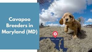 We did not find results for: 11 Cavapoo Breeders In Maryland Md Cavapoo Puppies For Sale Animalfate