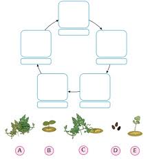 We did not find results for: Pembelajaran 2 Tema 1 Subtema 4 Pertumbuhan Dan Perkembangan Tumbuhan