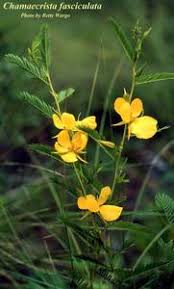 Image result for Chamaecrista falcinella