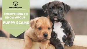 You also have to consider how your puppy will fit into your family. Sniffing Out Online Puppy Scams Keystone Puppies Blog