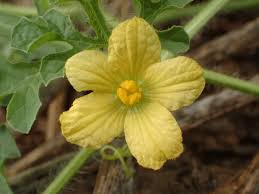 Image result for Citrullus lanatus