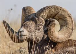 Fcf Love The Color Of This Ram Fcf North American Animals Animals With Horns Majestic Animals