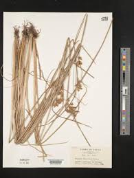 Image result for Schoenoplectus confusus