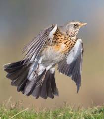 Kramsvogel Bird Pictures Bird Photography Pictures