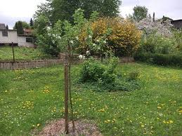 Heute Am Tagdesbaumes Mochten Wir Euch Unseren Kleinen Grossen Apfelbaum Prasentieren Im Rahmen Eines Workshops In Uns Pflanzen Apfelbaume Pflanzen Apfelbaum