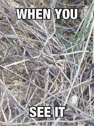 Image result for illusion pictures