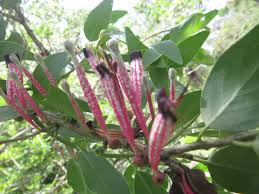 Image result for Erianthemum virescens