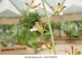 Image result for Eulophia tuberculata