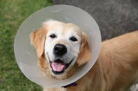 Because skin irritations are hard for dogs to stop licking, scratching, or biting, it can be hard for them to heal on their own. Cool Cures For Hot Spots The Dogington Post
