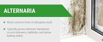 12 Common Types Of Mold In Homes Where To Find Mold In