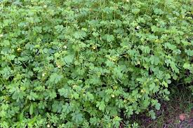 Image result for Senna obtusifolia