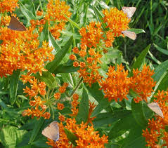 Image result for Satyrium compactum