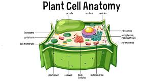 Membran sel= disebut juga membran plasma. Kenali 13 Jenis Organel Sel Pada Makhluk Hidup