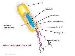 Assign cell drawings and functions for students to do from hrw modern biology. Chapter 4 A Tour Of The Cell Ppt Download