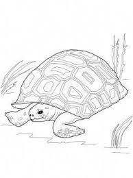 Gopher Tortoise Turtle Coloring Pages Turtle Painting Tortoise Drawing
