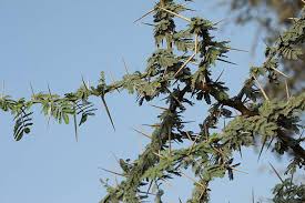Image result for Acacia grandicornuta