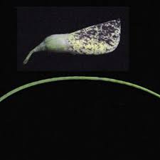 Image result for Sesbania macowaniana